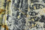 Proterozoic Age Columnar Stromatolite (Asperia) Slab - Australia #96252-1